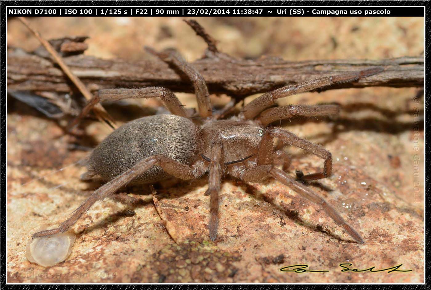 Drassodes sp. - Uri (SS)